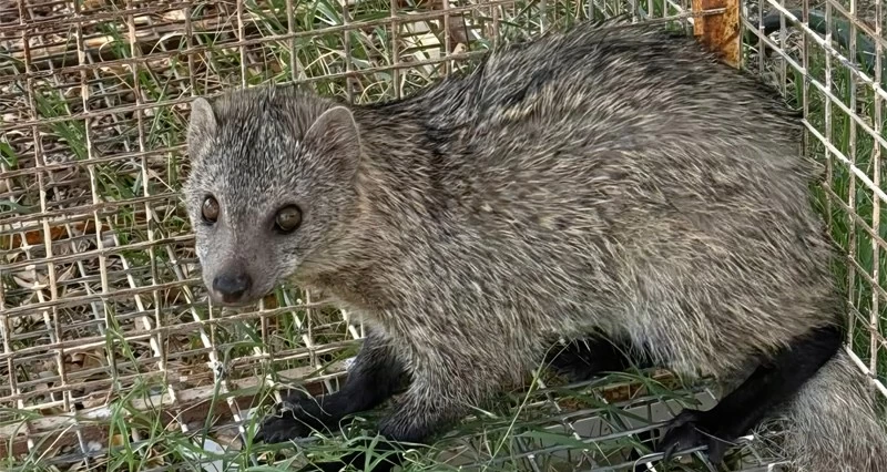 إطلاق &laquo;النمس&raquo; فـي بيئته الطبيعية بالكامل والوافـي