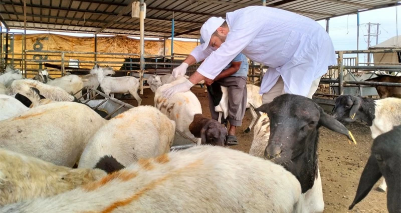 حملات تفتيشية لحظائر بيع المواشي بشناص