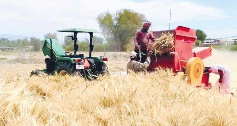 زراعة 66.6 فدان من القمح فـي قرى بهلاء
