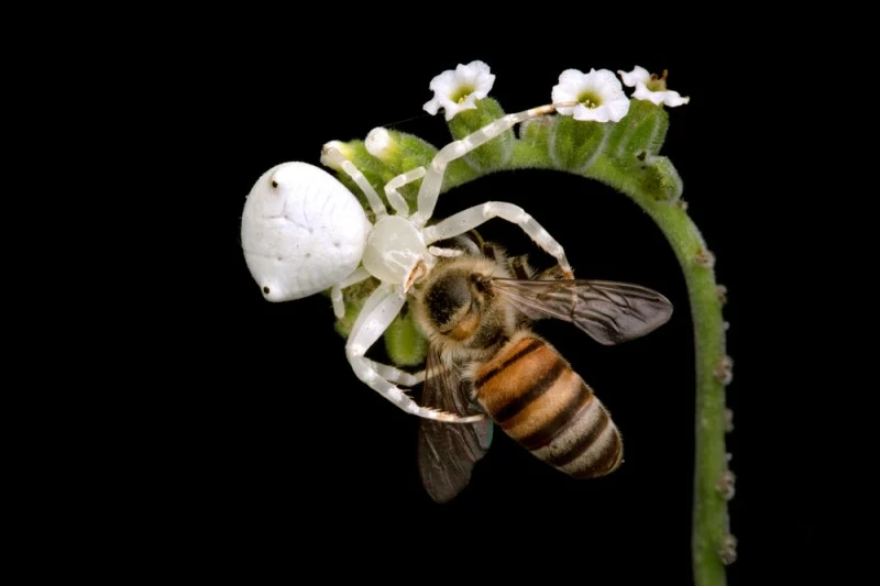 عدسة ضوئية.. تكشف عالما صغيرا يبرز التنوع الحيوي في سلطنة عمان