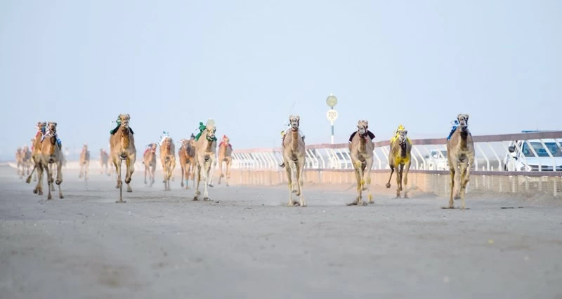 الهجانة السلطانية تعلن برنامج سباقات مهرجان كأس جلالة السلطان المعظم للهجن لعام 2026 م