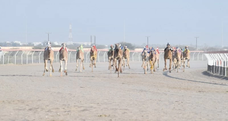 الهجانة السلطانية تعلن برنامج سباقات مهرجان كأس جلالة السلطان المعظم للهجن لعام 2026 م