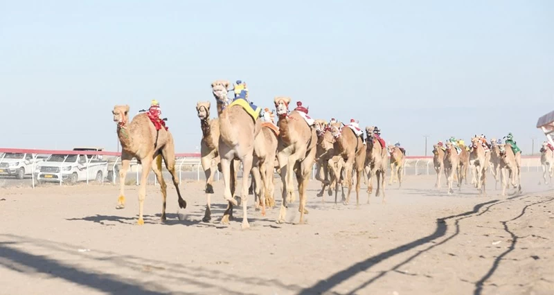 الهجانة السلطانية تكمل تحضيراتها لانطلاق منافسات مهرجان كأس جلالة السلطان المعظم للهجن