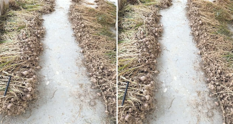 بدء حصاد الثوم بقرية &laquo;حلم&raquo;