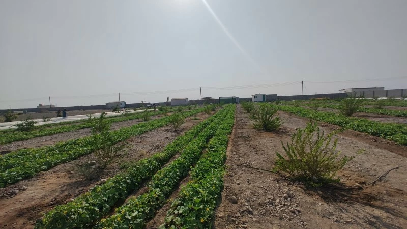 بأكثر من مليوني ريال عُماني.. 9 مشروعات استثمارية تعزز الأمن الغذائي بولاية صحار