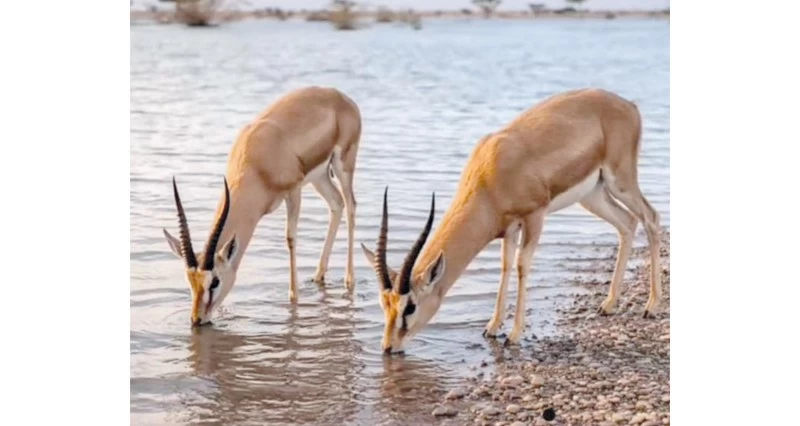 غزلان المها العربي ترتوي من مياه الأمطار بجدة الحراسيس