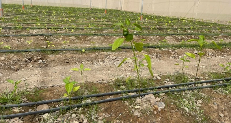 بأكثر من مليوني ريال عُماني.. 9 مشروعات استثمارية تعزز الأمن الغذائي بولاية صحار