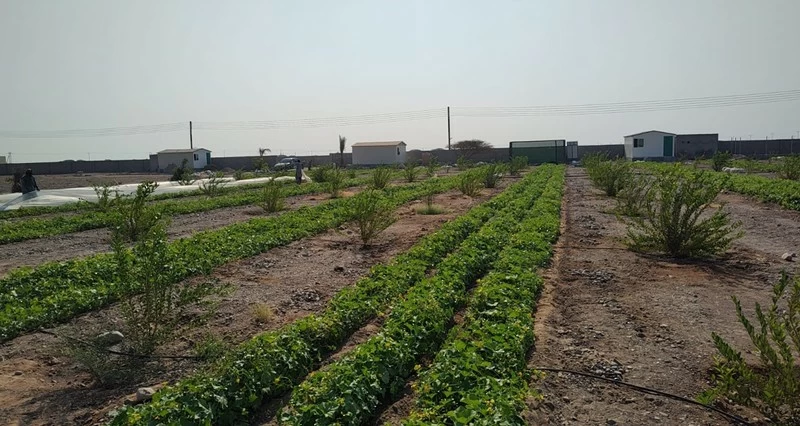 بأكثر من مليوني ريال عُماني.. 9 مشروعات استثمارية تعزز الأمن الغذائي بولاية صحار