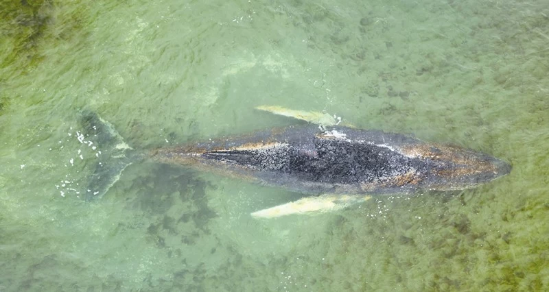 بعد أيام من الجنوح .. الحوت العالق قبالة سواحل ألمانيا يتحرر مجددا