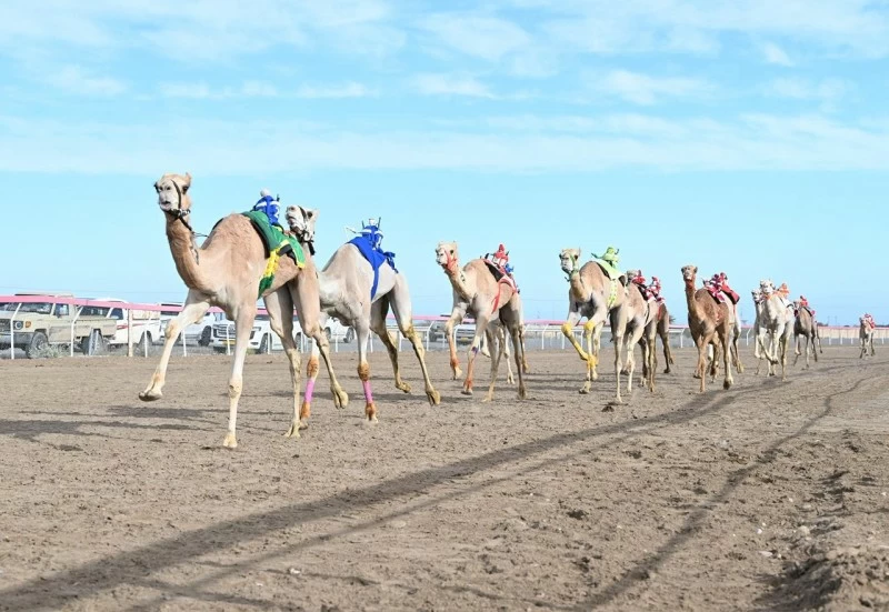 انطلاق منافسات مهرجان كأس جلالة السلطان للهجن بمضمار الفليج ببركاء