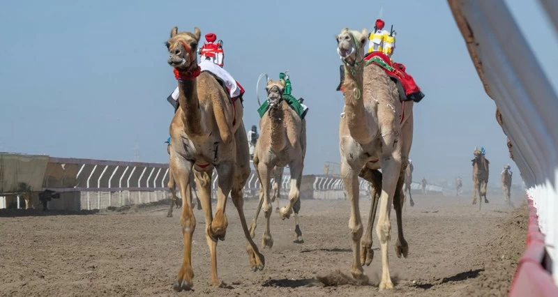 تواصل منافسات مهرجان كأس جلالة السلطان للهجن بمضمار الفليج بولاية بركاء