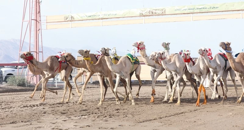 تواصل منافسات مهرجان كأس جلالة السلطان للهجن بمضمار الفليج ببركاء