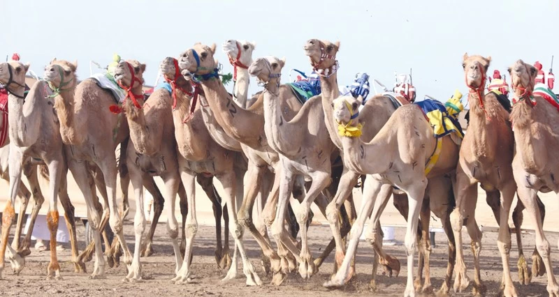 بتكليف سام .. كامل بن فهد يرعى اليوم ختام مهرجان كأس جلالة السلطان للهجن بمضمار الفليج ببركاء