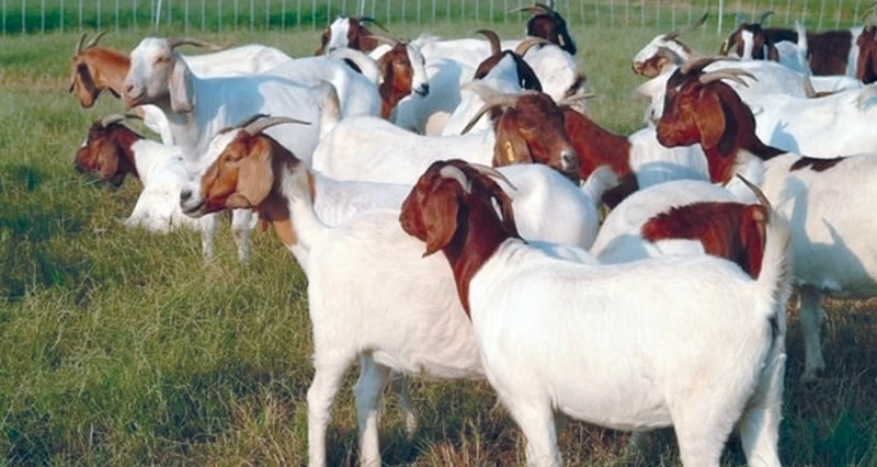 33 مليون ريال عماني قيمة المشروعات الاستثمارية بالقطاع الحيواني بشمال الشرقية