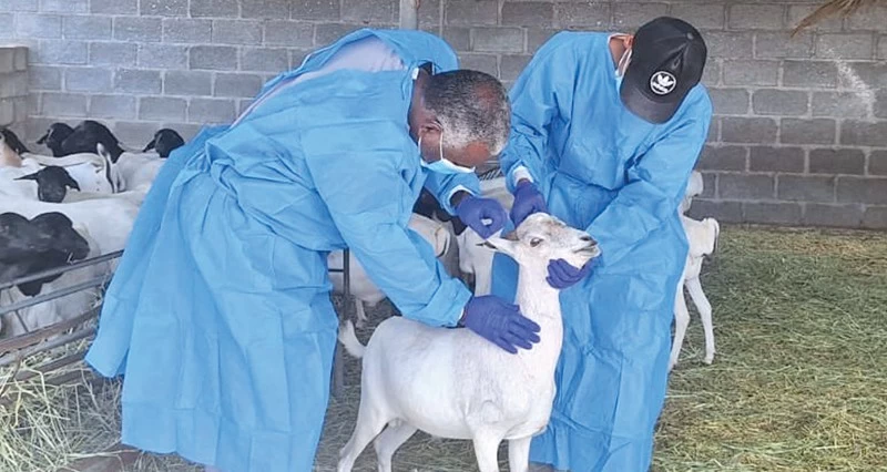 33 مليون ريال عماني قيمة المشروعات الاستثمارية بالقطاع الحيواني بشمال الشرقية