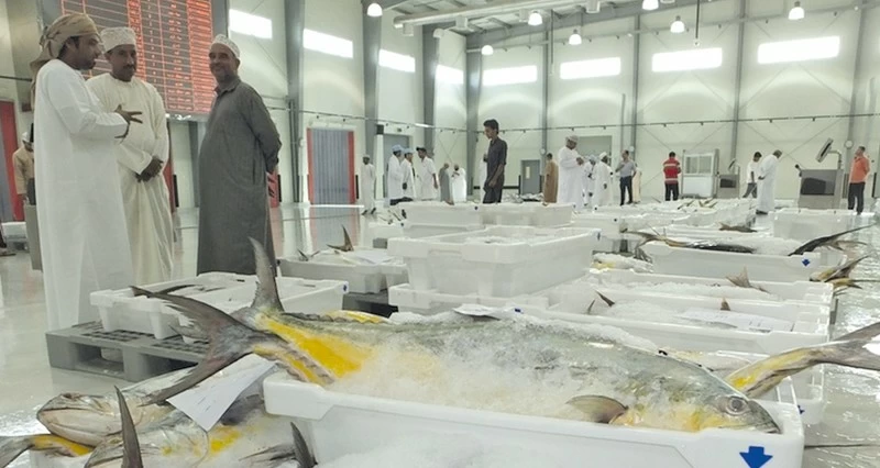 أكثر من 576 مليون ريال عماني إجمالي قيمة الأسماك المنزلة فـي سلطنة عمان بنهاية 2025م