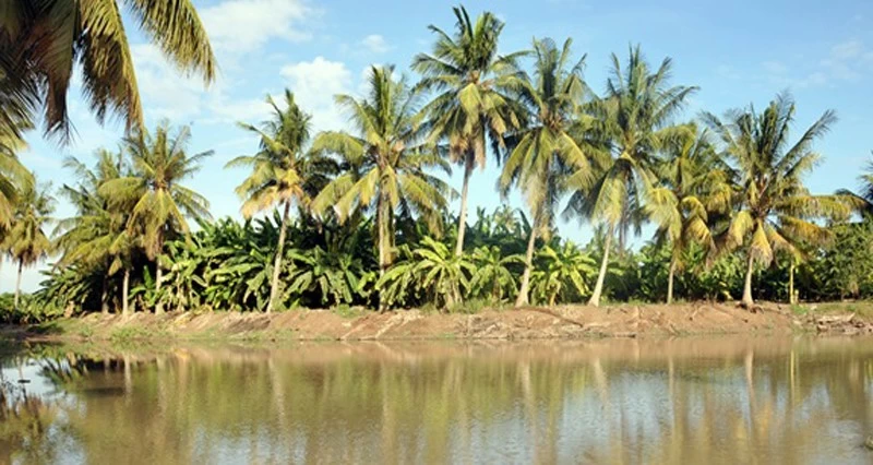 الأحد.. بدء حملة مكافحة حشرة خنفساء النارجيل بظفار