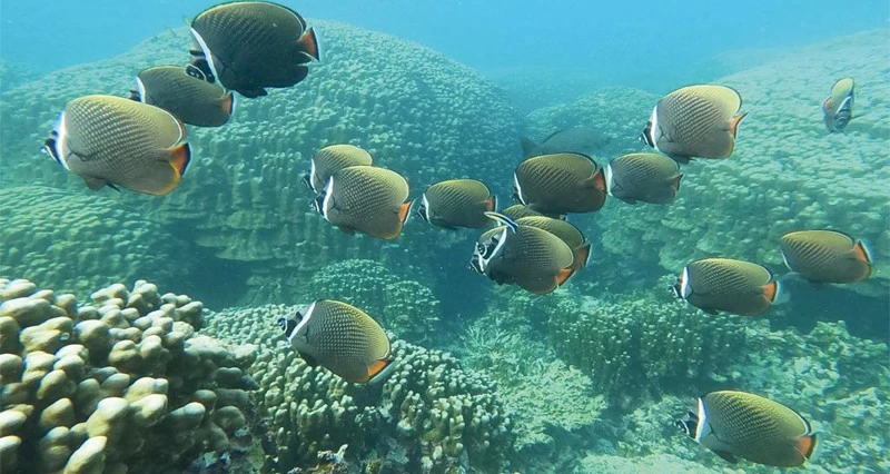 أكثر من 136 ألفًا زوار محمية جزر الديمانيات