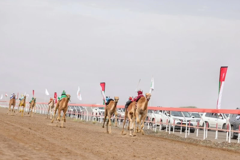 ختام ناجح لمهرجان سباقات الهجن الأهلية بشمال الباطنة