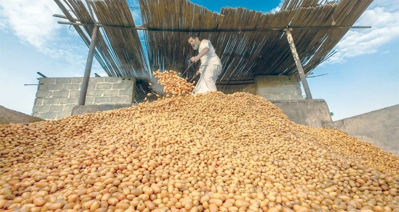 مشروعات القطاع الزراعي تعزز منظومة الأمن الغذائي فـي شمال الشرقية