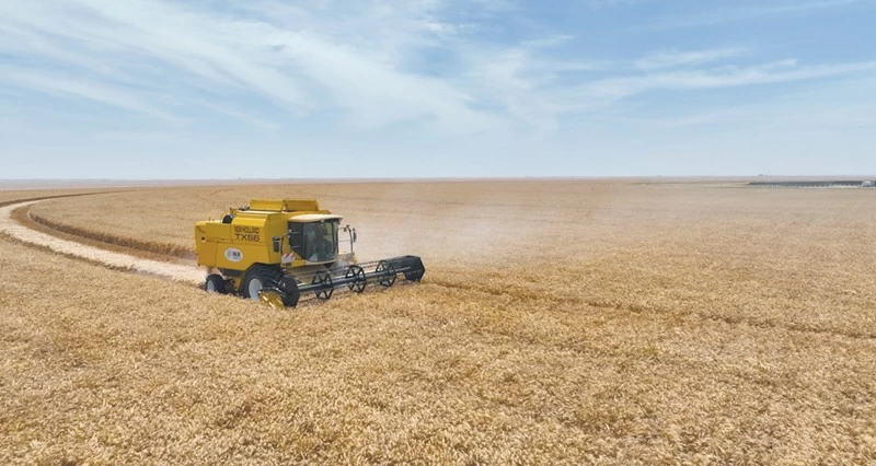 حصاد القمح فـي &laquo;النجد&raquo;