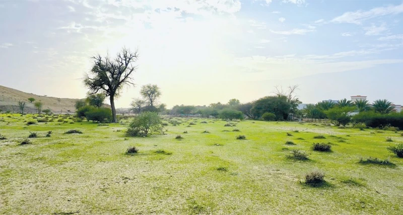 لوحة طبيعية لسيوح وروابي عبري