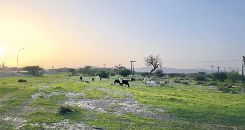 لوحة طبيعية لسيوح وروابي عبري