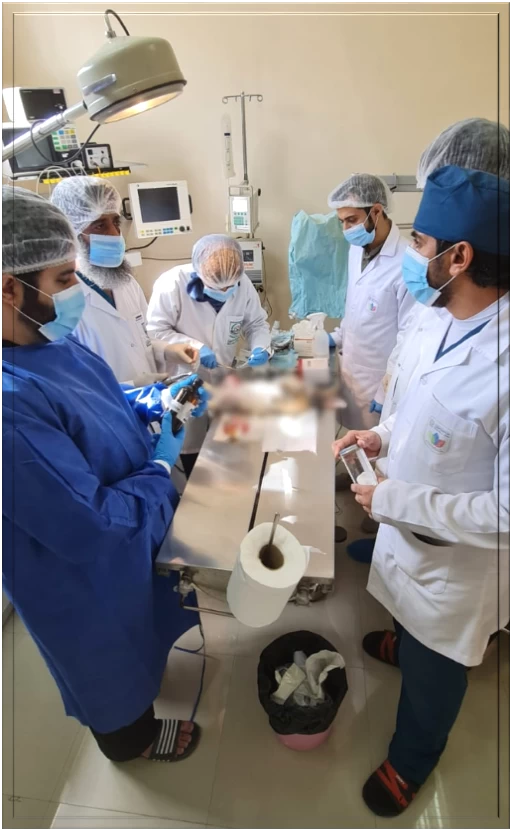 باحثون من جامعة نزوى يطورون ضمادة جروح متطورة صديقة للبيئة بتقنية مبتكرة