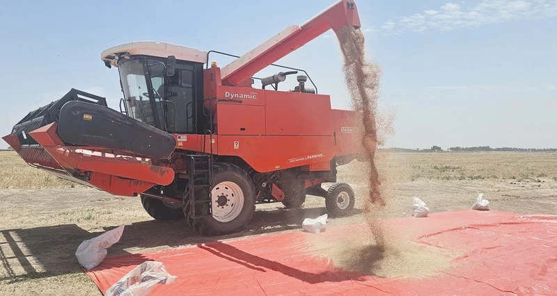 169 فدان قمح فـي البريمي