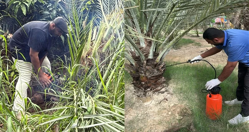 ختام الحملة الموسعة الأولى لمكافحة سوسة النخيل الحمراء في شناص