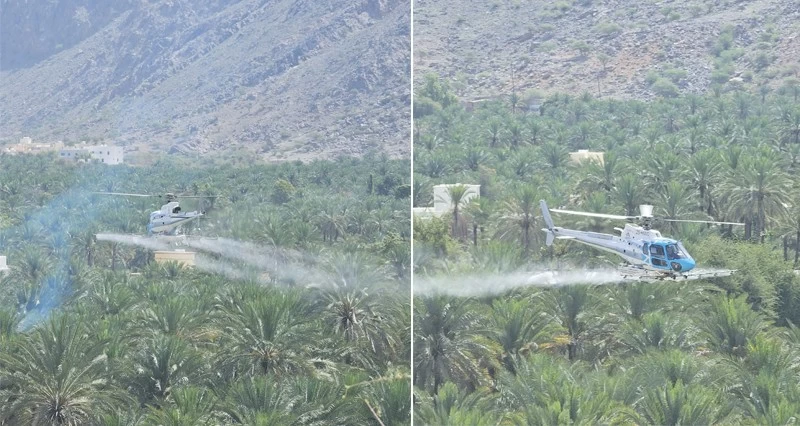 مكافحة دوباس النخيل فـي جنوب الباطنة