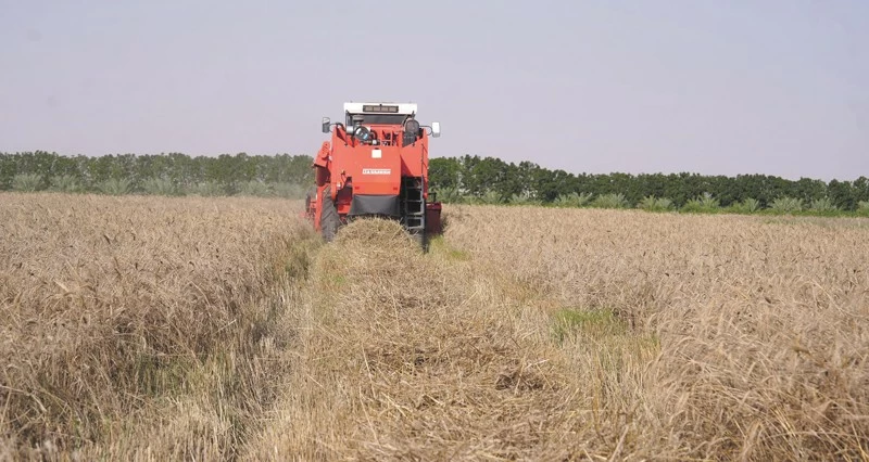 41 فدان قمح فـي جنوب الشرقية