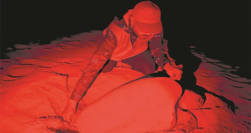 124 حالة تعشيش ناجح وترقيم 44 سلحفاة جديدة فـي مصيرة