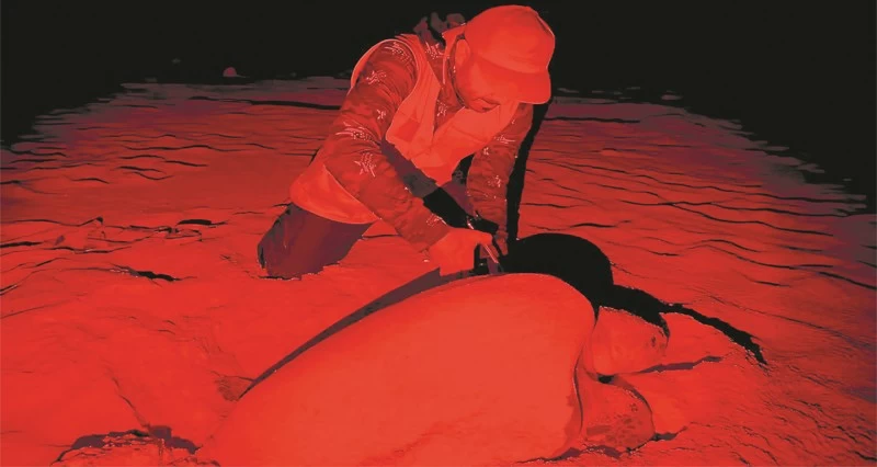 124 حالة تعشيش ناجح وترقيم 44 سلحفاة جديدة فـي مصيرة