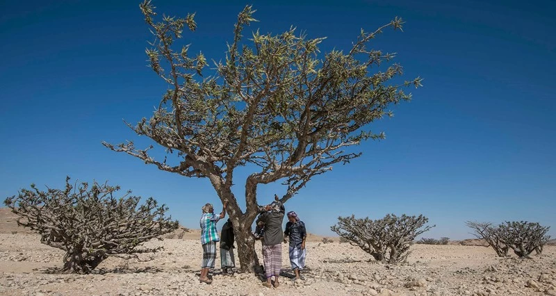 سلطنة عمان تسجل اللبان العماني دوليا كمؤشر جغرافـي فـي المنظمة العالمية للملكية الفكرية &laquo;الويبو&raquo;