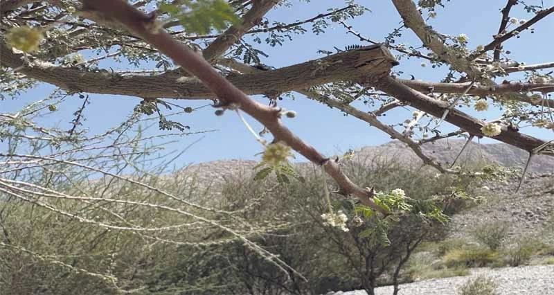 تفتح زهور البرم فـي نخل