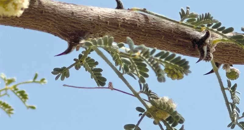 تفتح زهور البرم فـي نخل