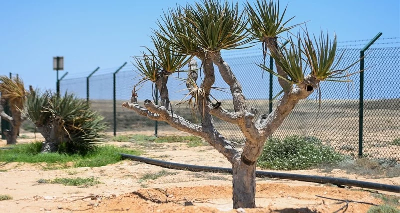 حدائق ومتنزهات شجرية للحفاظ على الأنماط النباتية فـي ظفار