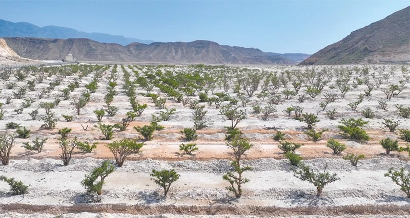 حدائق ومتنزهات شجرية للحفاظ على الأنماط النباتية فـي ظفار