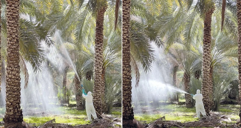 مكافحة &laquo;دوباس النخيل&raquo; فـي الظاهرة