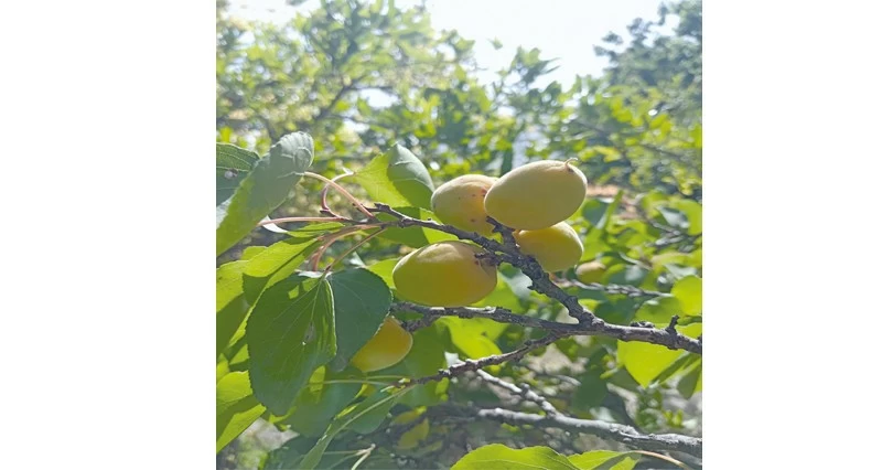 بدء موسم المشمش فـي وادي مستل