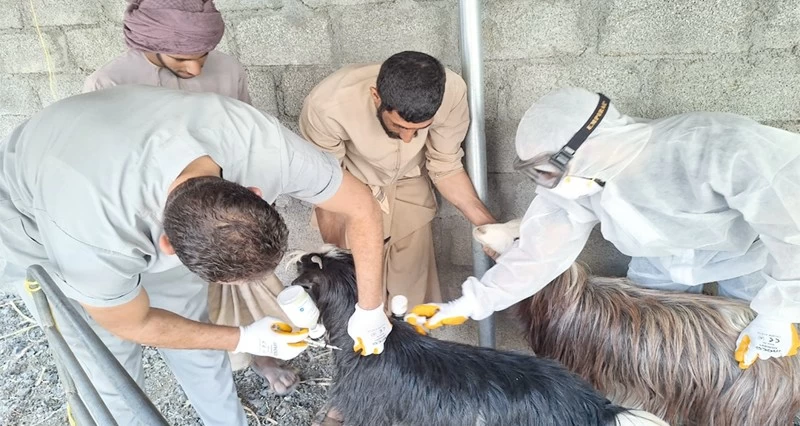 سلطنة عمان تحتفل باليوم العالمي للطبيب البيطري