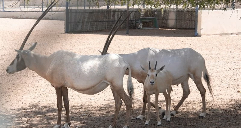 جهود لحماية الحياة الفطرية وتعزيز التنوع الأحيائي فـي سلطنة عمان