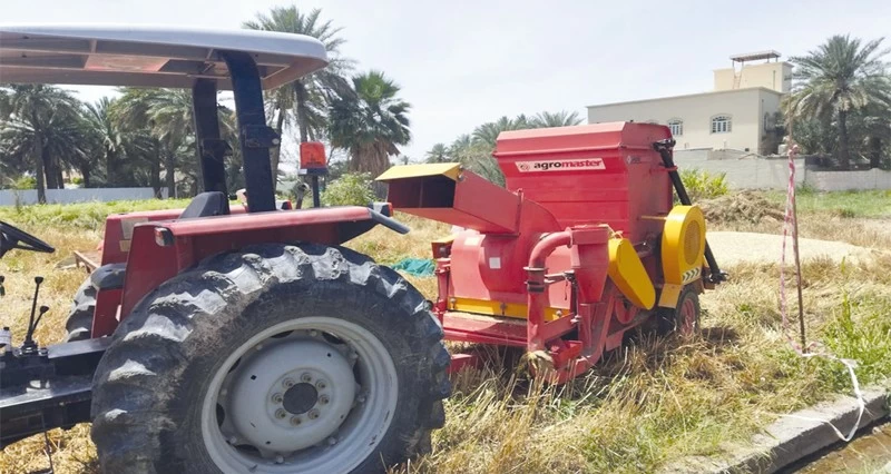 حصاد القمح فـي نزوى وسمد الشأن
