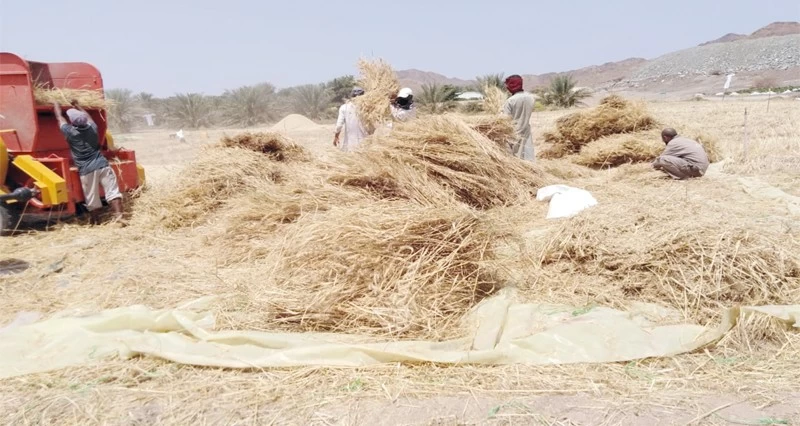 حصاد القمح فـي نزوى وسمد الشأن