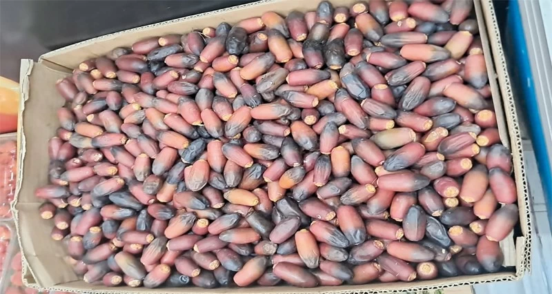 بدء تباشير الرطب فـي نزوى