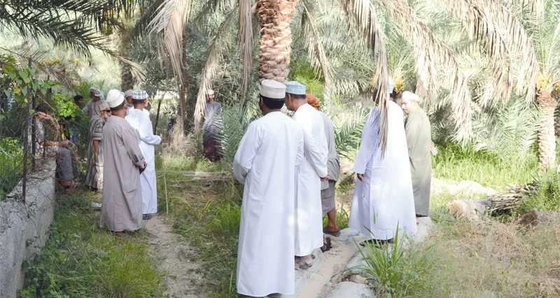 أسعار طناء النخيل فـي قريات من 3 إلى 27 ريالا