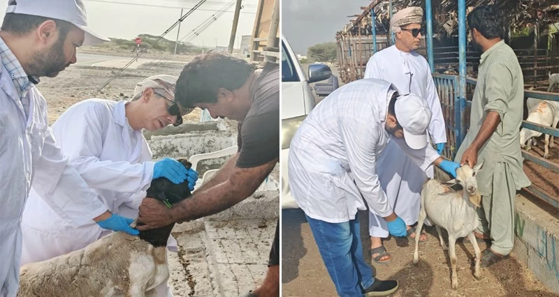 حملة تفتيشية لحظائر بيع الحيوانات والمواشي بشناص