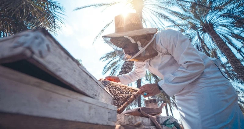 158 ألف كيلو إنتاج العسل المحلي فـي شمال الباطنة