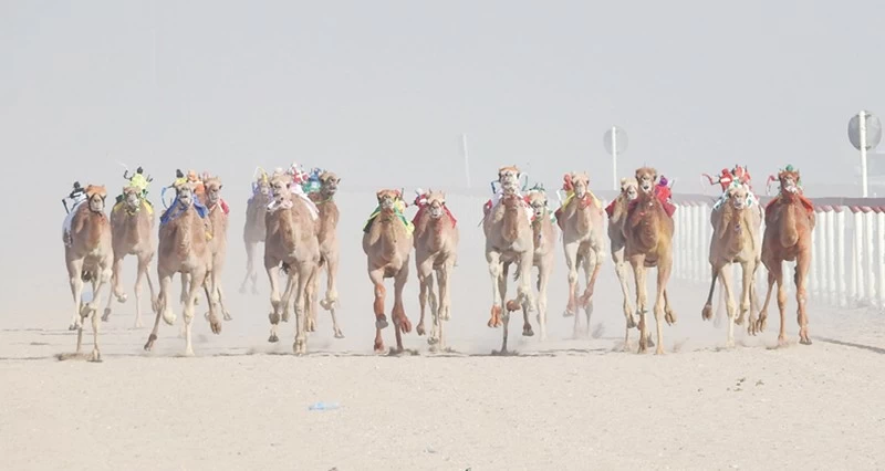 الأربعاء.. انطلاق آخر سباقات الهجن فـي ميدان &laquo;الأبيض&raquo; بسناو